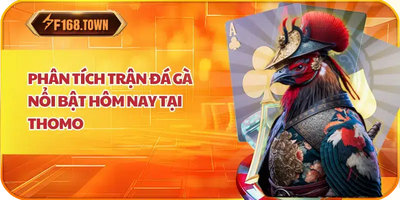 Phân Tích Trận Đá Gà Nổi Bật Hôm Nay Tại Thomo