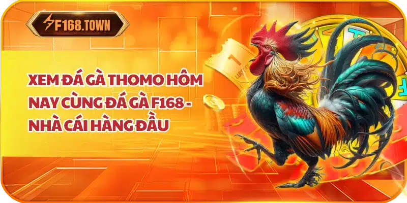 Xem Đá Gà Thomo Hôm Nay Cùng Đá Gà F168 - Nhà Cái Hàng Đầu
